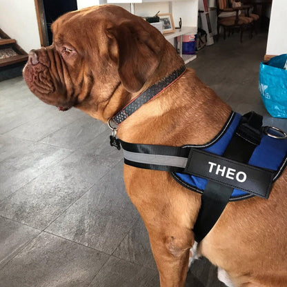 EasyHarness® - Customized No Pull Dog Harness