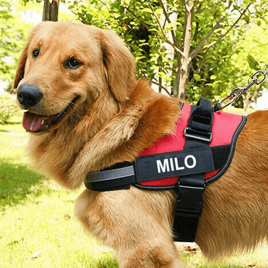 EasyHarness® - Customized No Pull Dog Harness